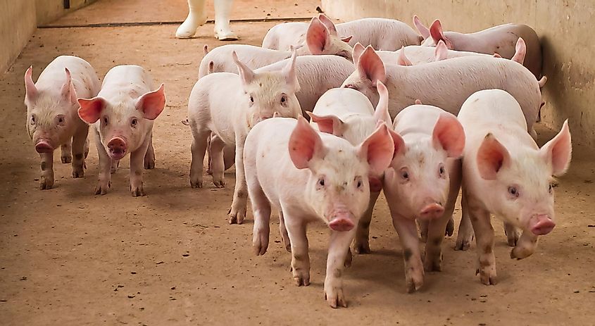 Pigs at a pig farm