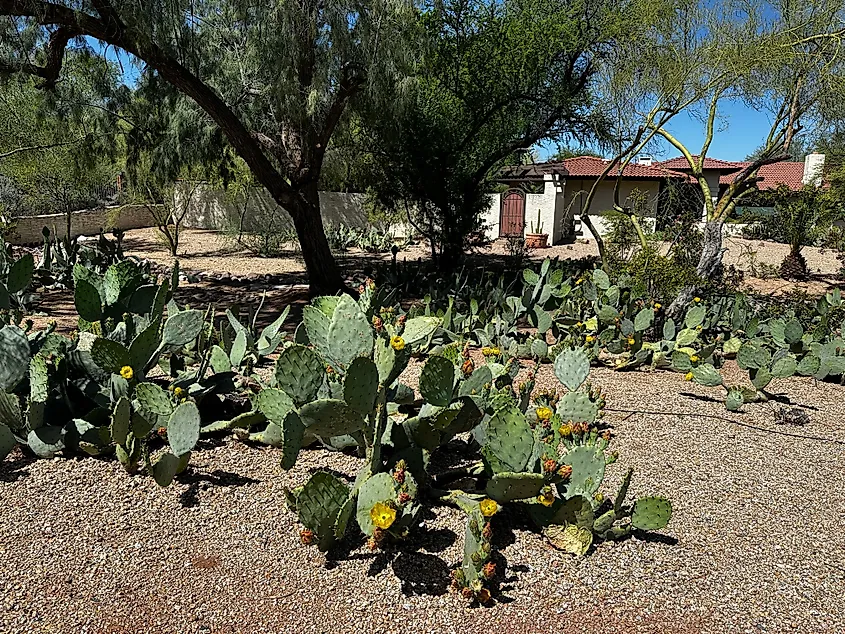 Cactus gardens in Paradise Valley