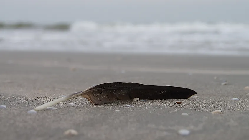 A single bird feather resting on the sand of a beach.
