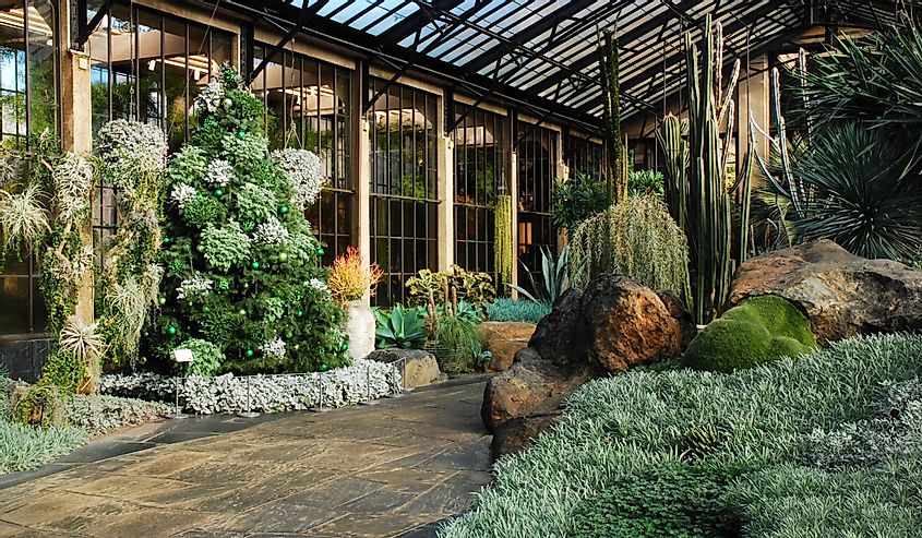 The plants of the American southwest are on display in a special greenhouse of Longwood Gardens in Kennett Square,