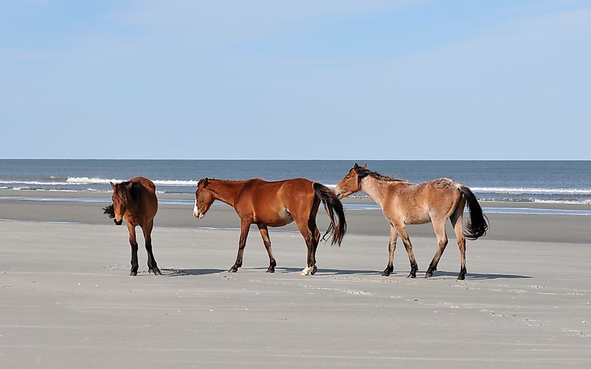 Cumberland Island