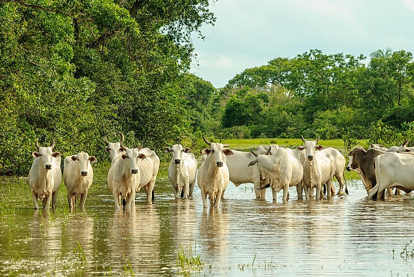 Pantanal cattle