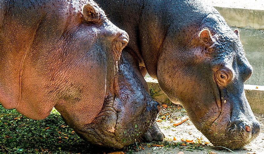 Two Hippopotamus eating in Colombia