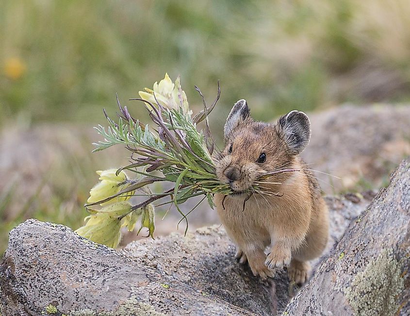 A pika with a bunch of flowers in its mouth.