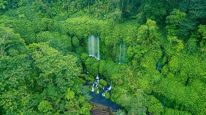 Indonesia forests