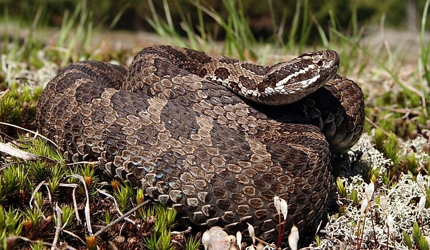 Eastern Massasauga Rattlesnake (Sistrurus catenatus catenatus) from Ontario, Canada