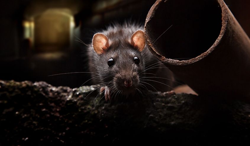 Image of a wild rat