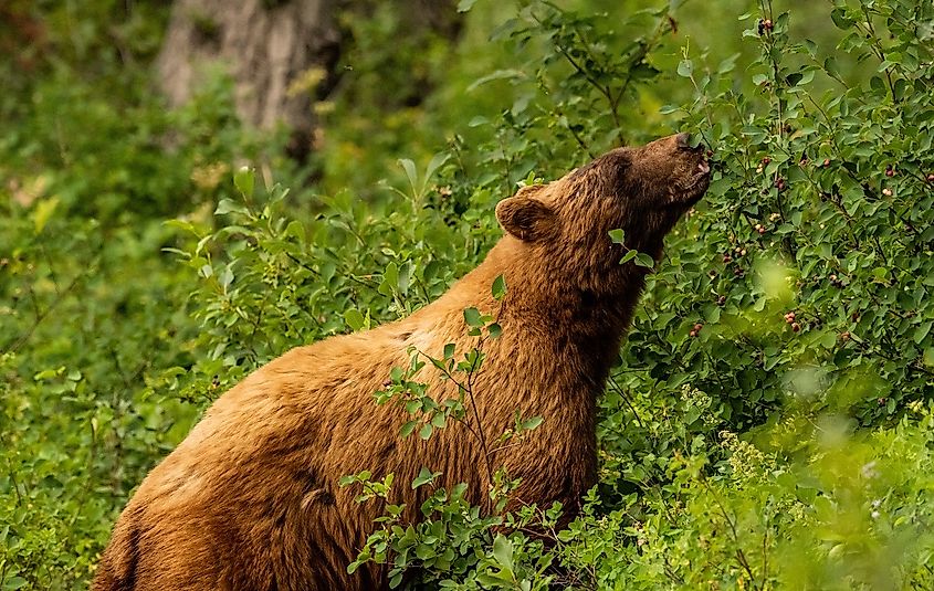 A grizzly bear along the Huckleberry Trail in Glacier National Park, Montana. 
