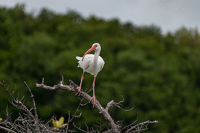 White Ibis atop sunken tree in Biscayne National Park