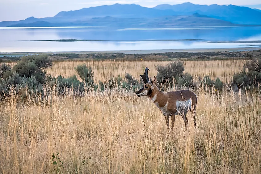 Pronghorn at Antelope Island State Park on the Great Salt Lake, Utah.
