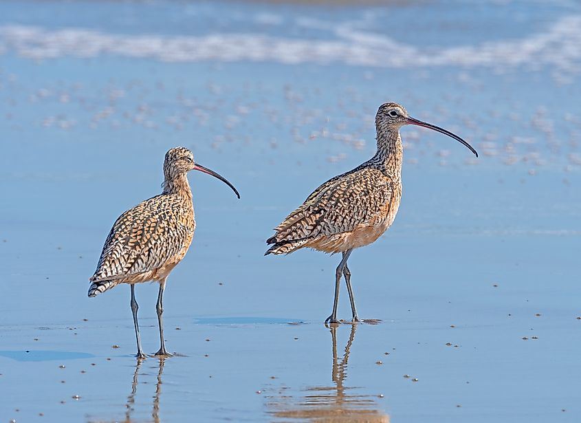 Long Billed Curlews on a Sunny Coast on Point Reyes National Seashore in California