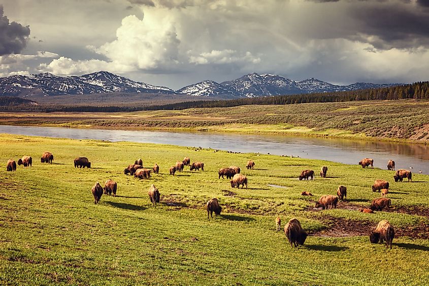 Herd of Bison in Hayden Valley in Yellowstone National Park, Wyoming