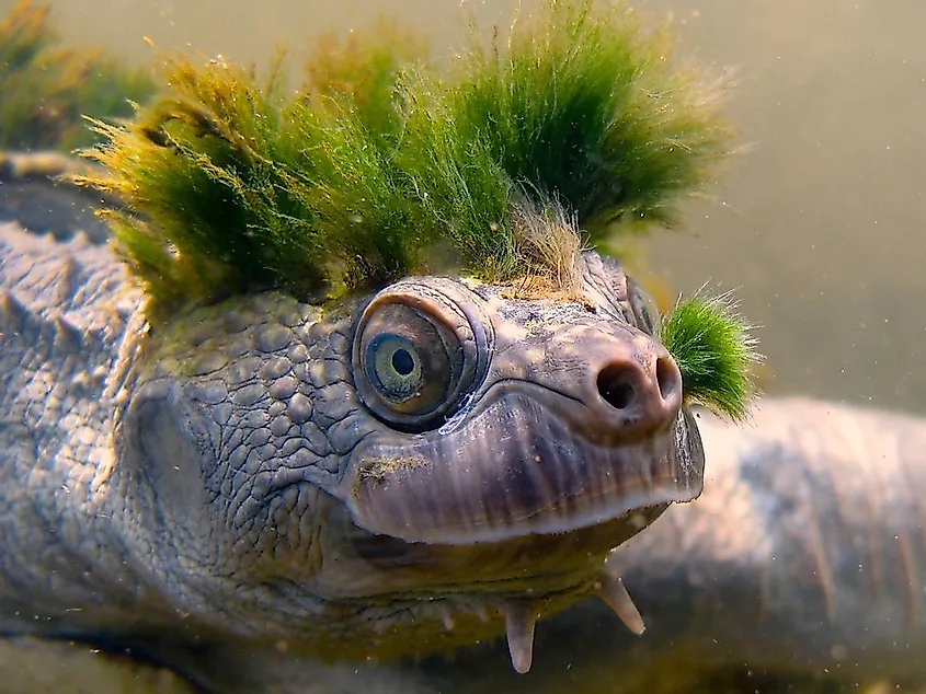 Mary River turtle