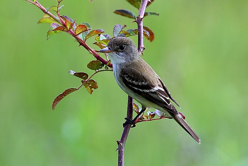 Willow Flycatcher (Empidonax traillii) in a tree