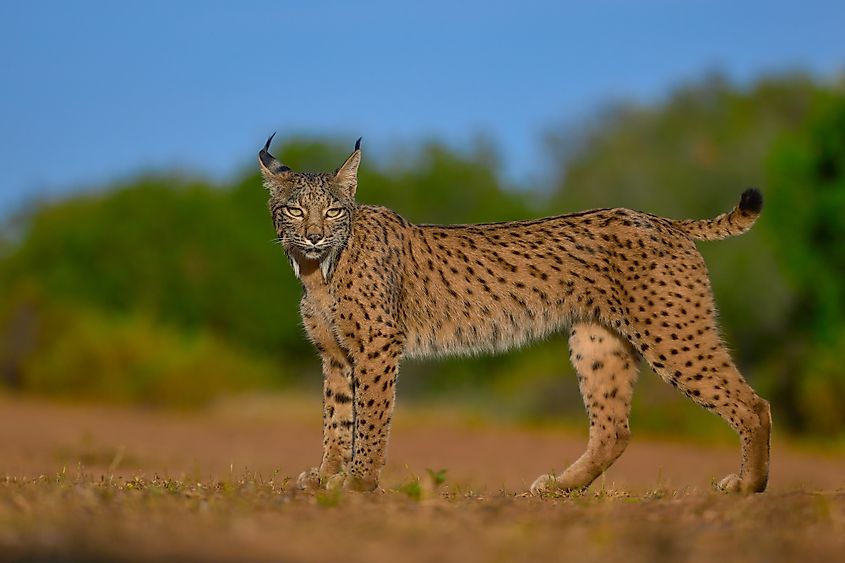 An Iberian lynx.
