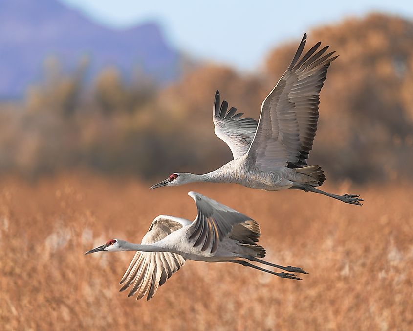 Two sandhill cranes at the Bosque del Apache National Wildlife Refuge in San Antonio, New Mexico