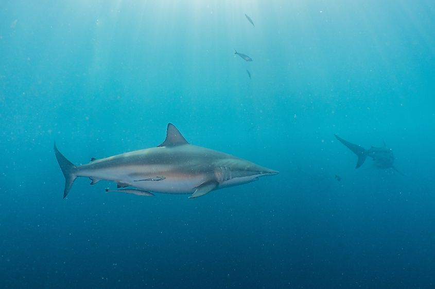 Spinner shark.