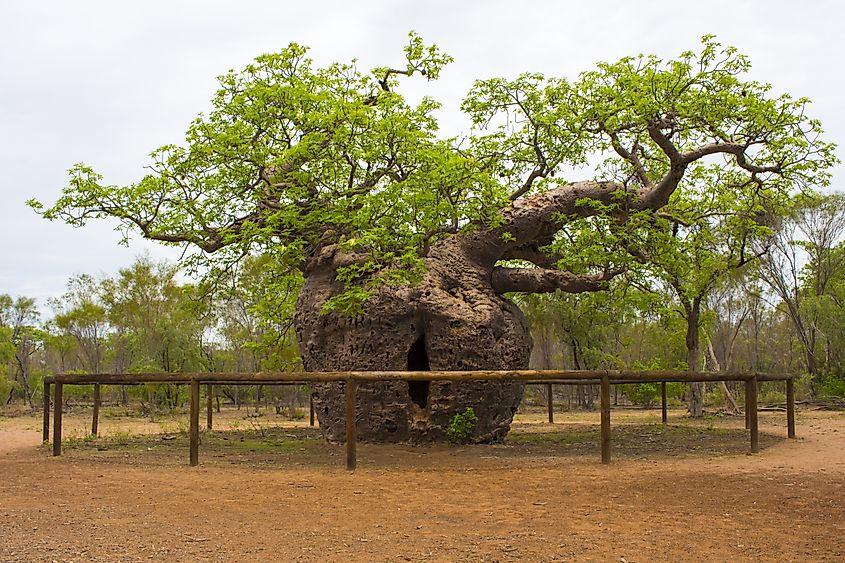 Famous Boab Prison Tree, a large hollow Adansonia gregorii (Boab) tree just south of Derby, Western Australia, reputed to have held Indigenous prisoners a century ago is an iconic tourist attraction.