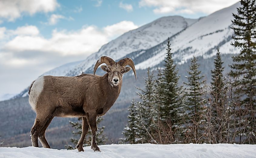 Bighorn Sheep in Snow in Jasper Canada