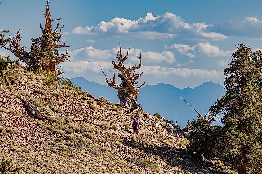 The Ancient Bristlecone Pine tree, Methuselah. 