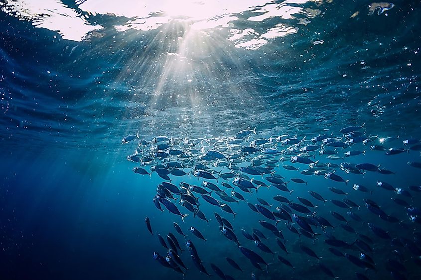 A school of tuna fish in the sea.