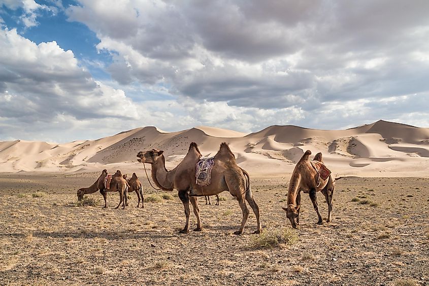 Camels (Camelus bactrianus) on Khongoryn Els in Gobi Gurvansaikhan National Park, Mongolia