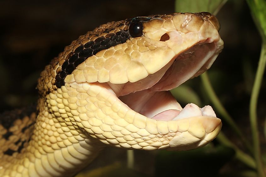 South American bushmaster (Credit: Mark_Kostich via Shutterstock)