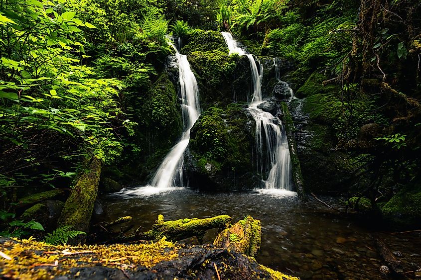 Cascade Falls, Quinault Loop Trail, Quinault lake and rain forest, Olympic National Park, Washington