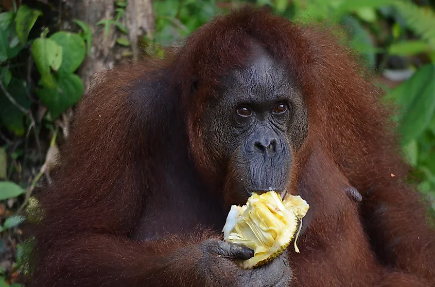 What Do Orangutans Eat? - WorldAtlas