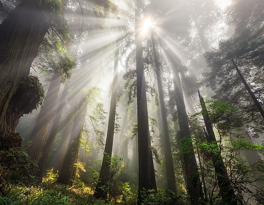 Coast redwoods forest in California.