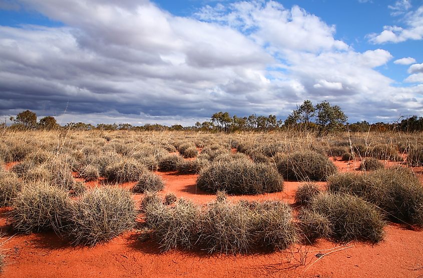 A remote spinifex-covered site in the Great Victoria Desert, central Australia.