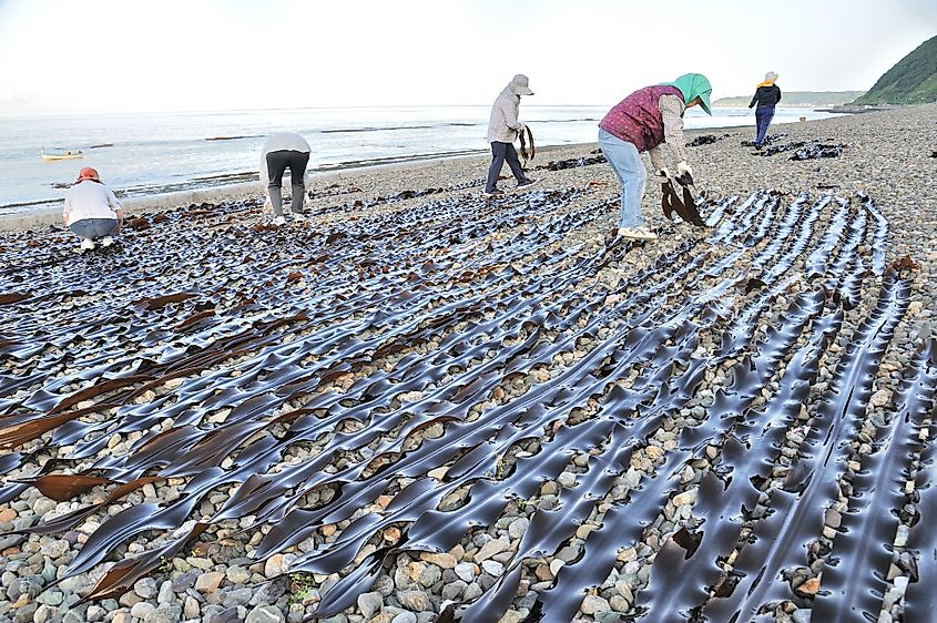 Kelp harvesting