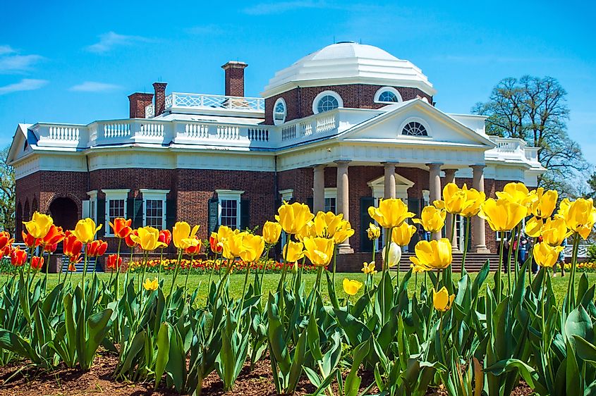 Yellow tulips with Monticello Home in background - Spring Garden in Charlottesville, Virginia
