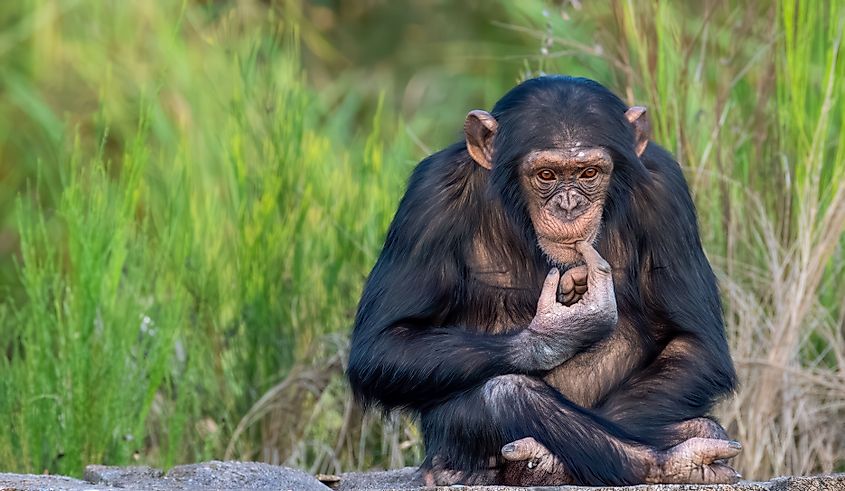 A chimpanzee in a contemplative pose.