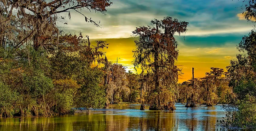Moss-draped cypress trees reflected in the calm water of a Louisiana bayou
