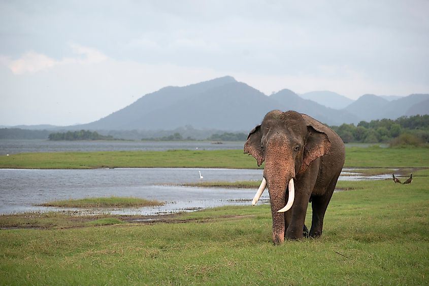 An Asian elephant