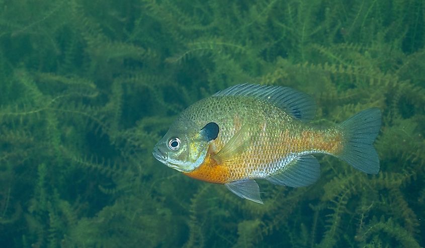 Bluegill in lake with aquatic plants.