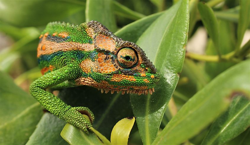 Cape dwarf chameleon (Bradypodion pumilum) perched on a branch