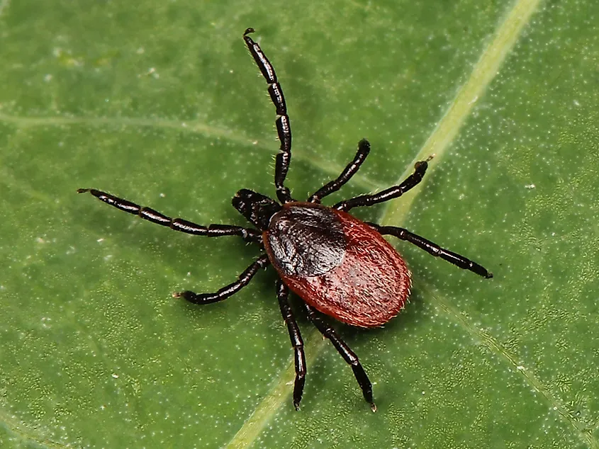 An adult western blacklegged tick, Ixodes pacificus, the only California tick that transmits Lyme disease to people.