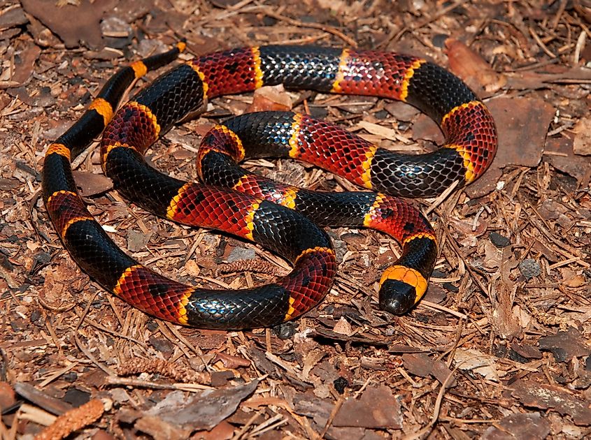 Eastern Coral Snake (Micrurus fulvius).