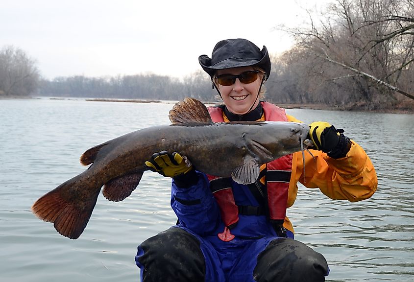 A large fat brown Flathead Catfish being held.