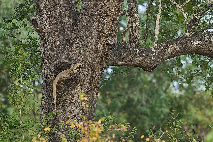 Nile monitor Lizard (Varanus niloticus) in a mature tree in South Luangwa National Park, Zambia. Via Shutterstock/Jeremy Richards.