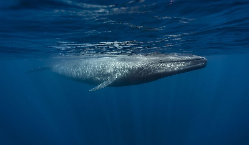 Blue Whale (balaenoptera musculus), Mirissa, Sri Lanka, Indian Ocean