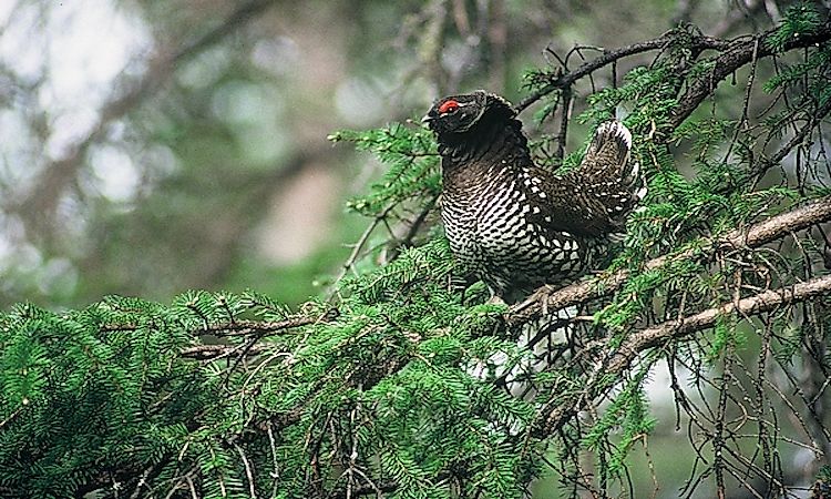 Animals Native To Russia - WorldAtlas Animals Native To Russia - WorldAtlas