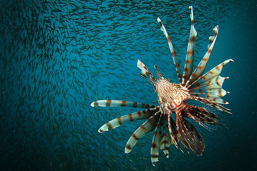 A lionfish hunting small fish.