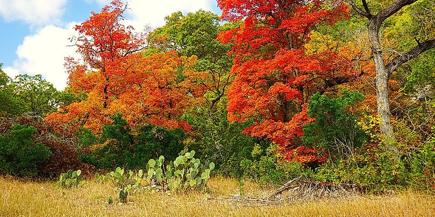 Hiking trails, overlooks, maple autumn foliage at Lost Maples State Park Texas