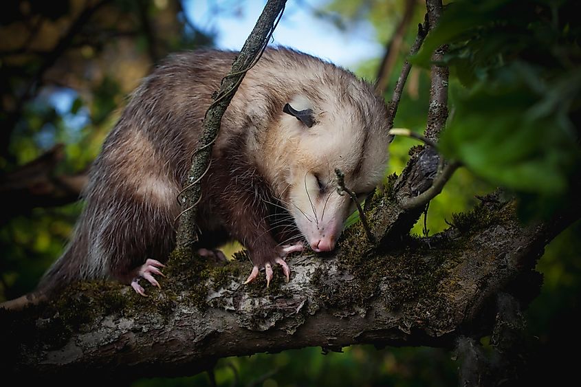 North american opossum sleeping