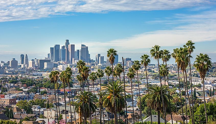 Cloudy day of Los Angeles downtown skyline and palm trees in foreground