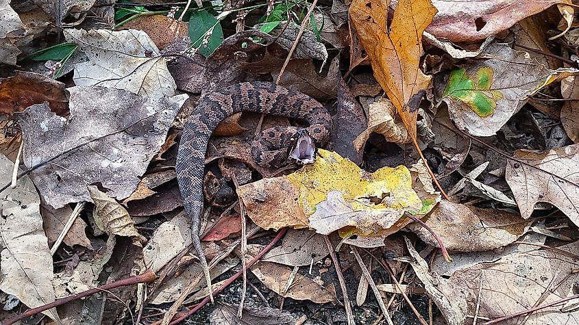 Juvenile cottonmouth