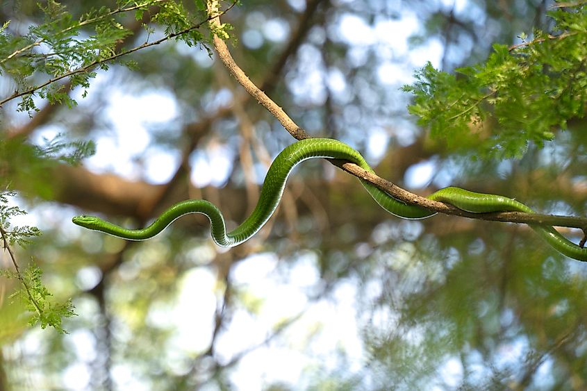 A green mamba snake in a tree.